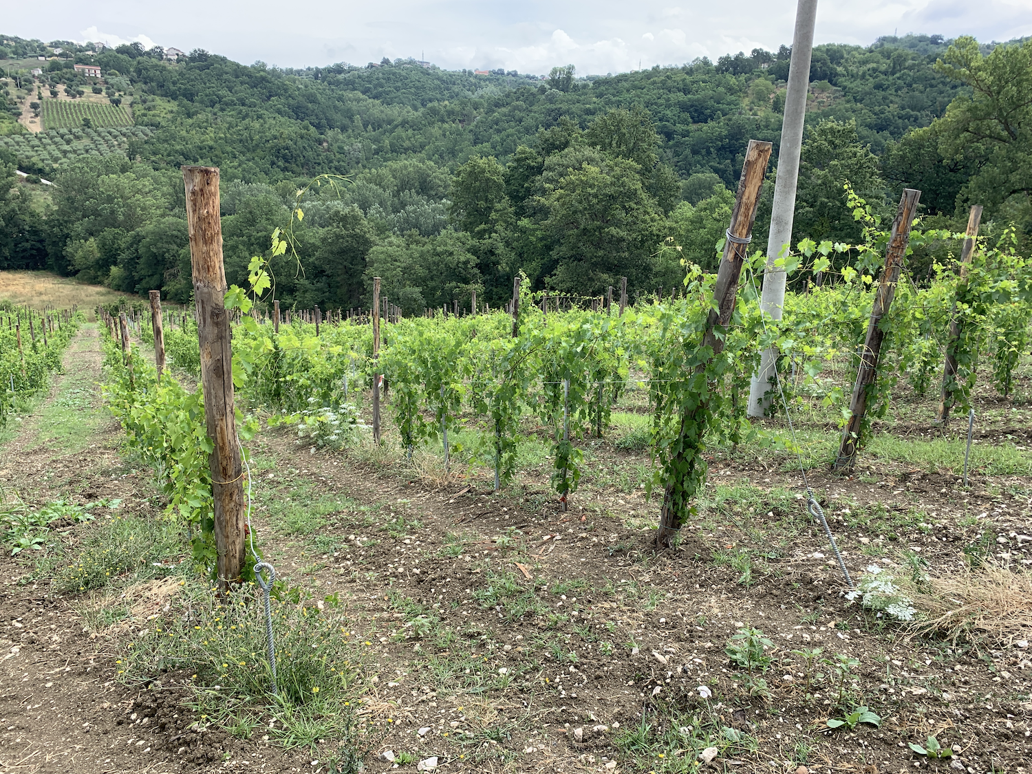 Salvatore Molettieri