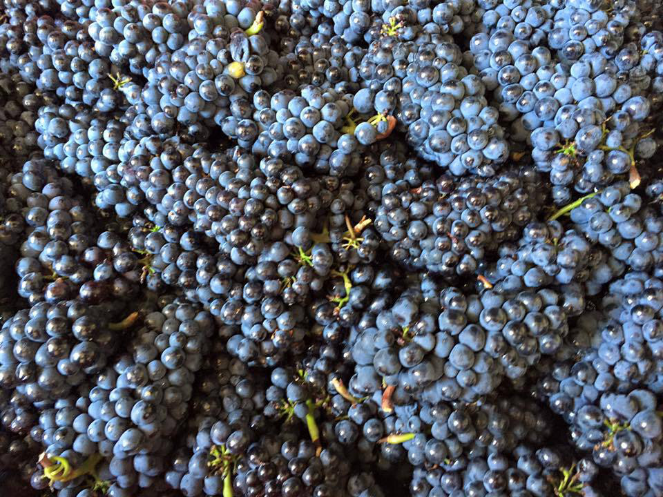 Domaine Pierre Guillemot