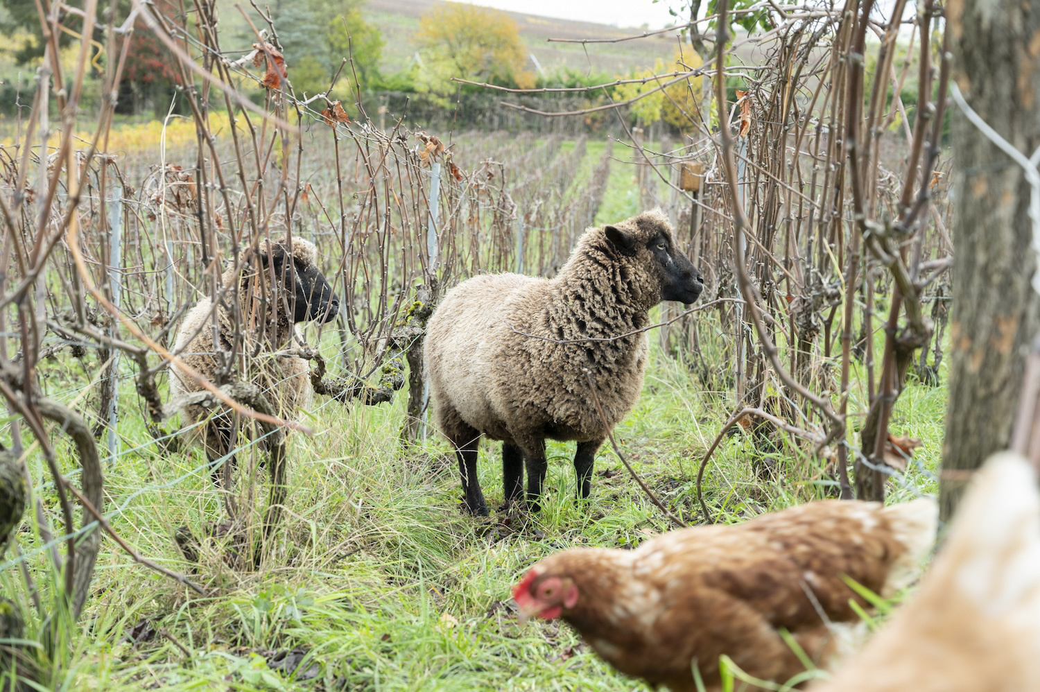 シャンパーニュ・パルマンティエール・ペール・エ・スール