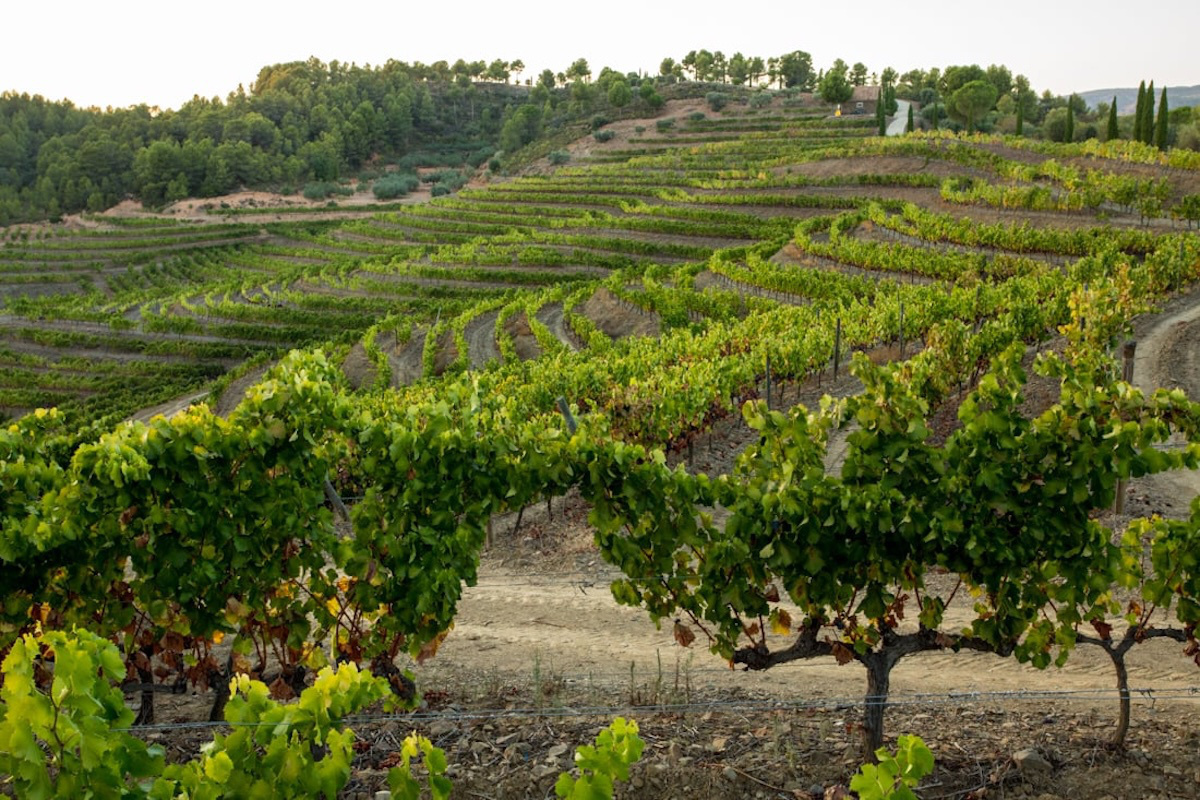 シャンパーニュ・ド・ラ・ルネサンス