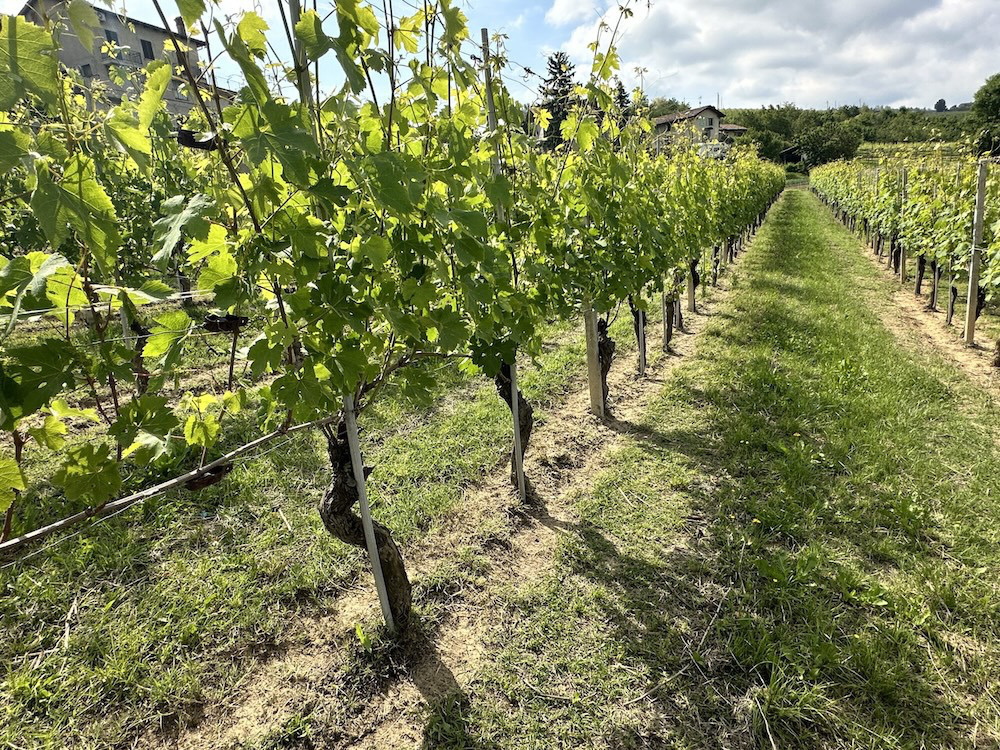 カッシーナ ティオレ