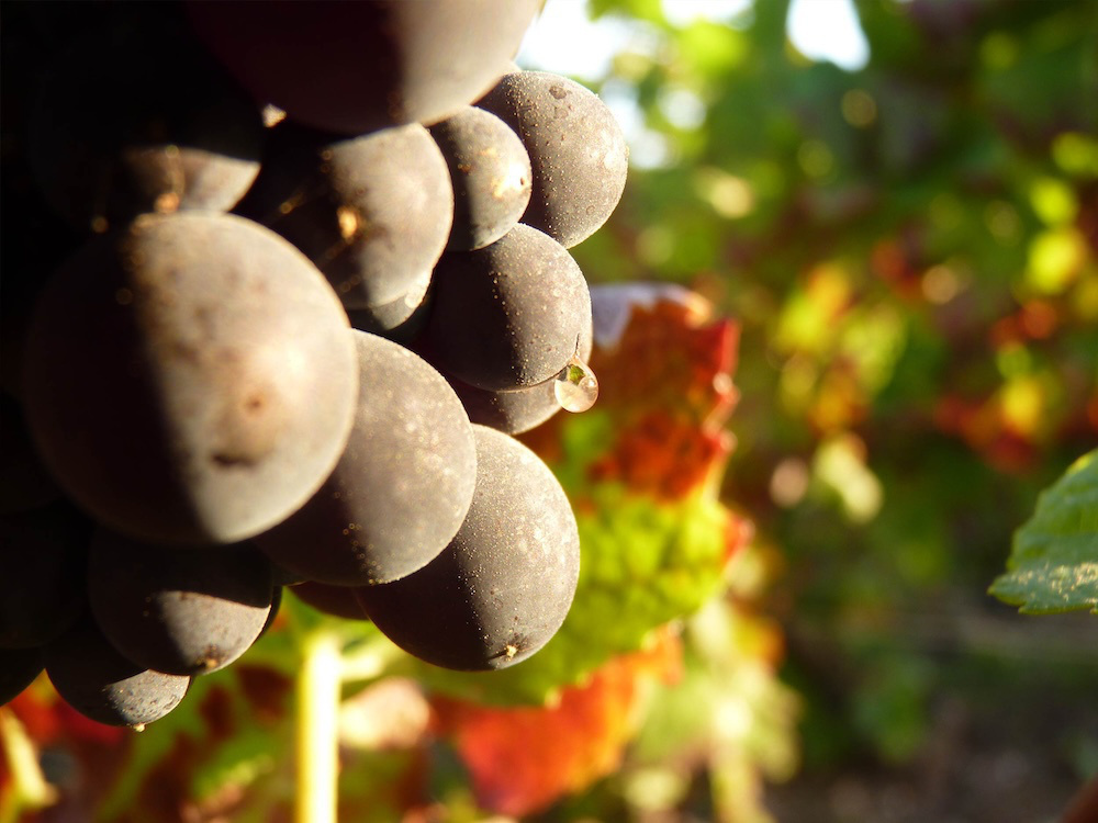 ユレ・フレール